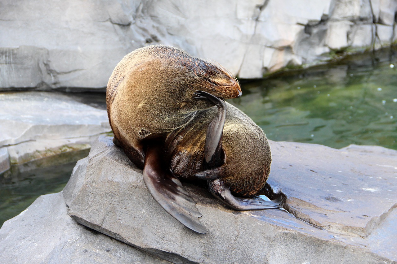 seal  zoo  nature free photo