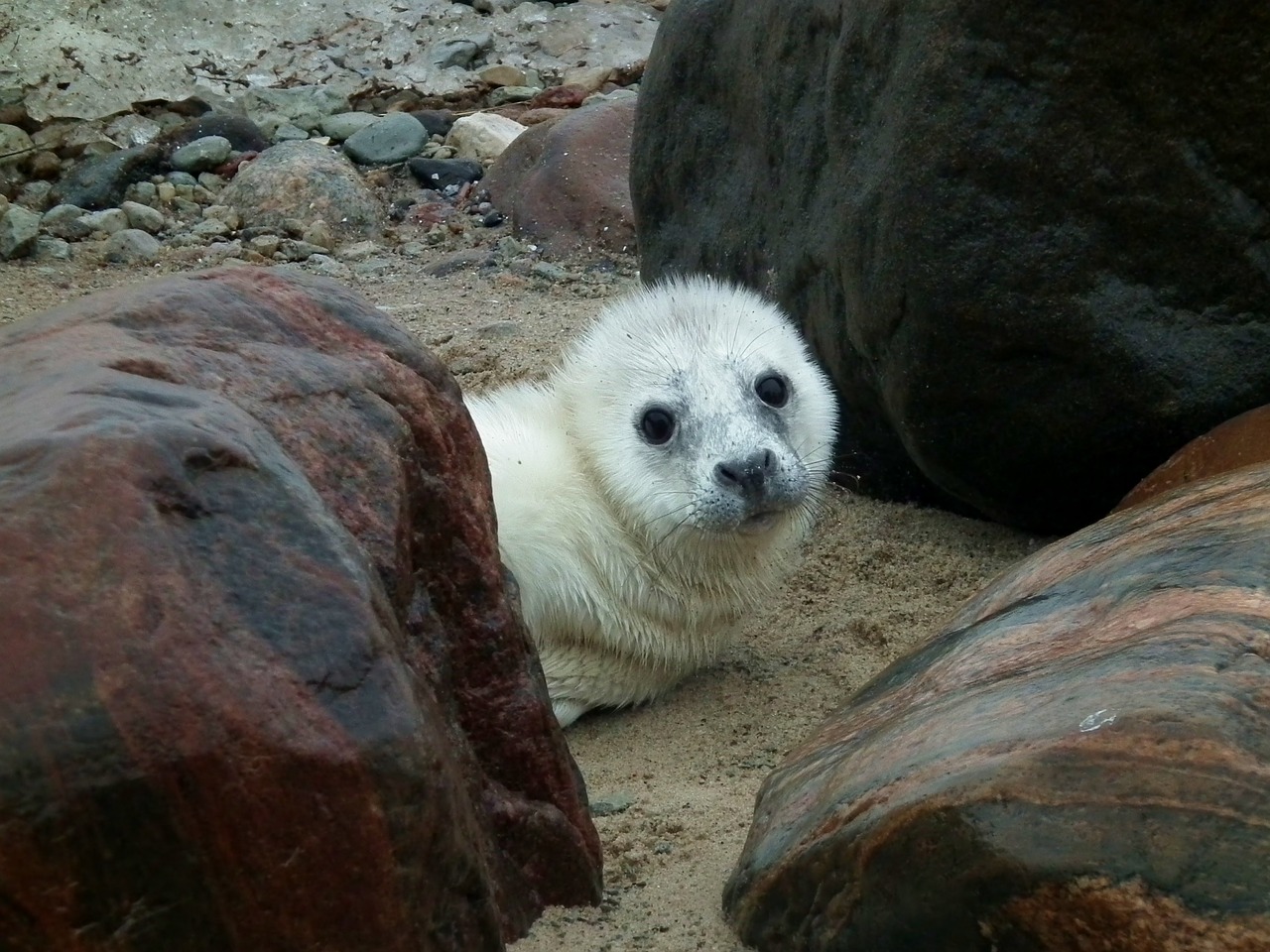 seal  seal puppy  puppy free photo
