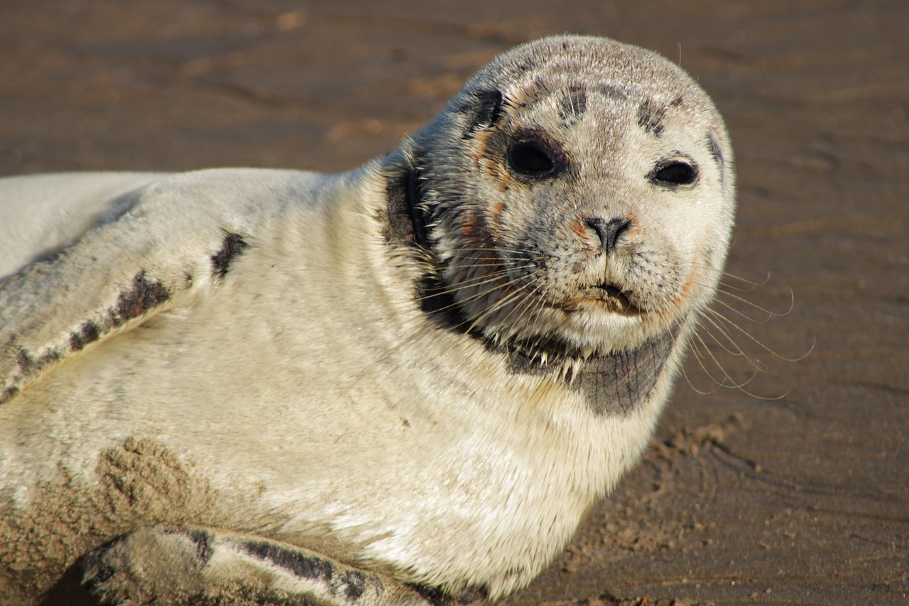 seal  gray seal  crawling free photo