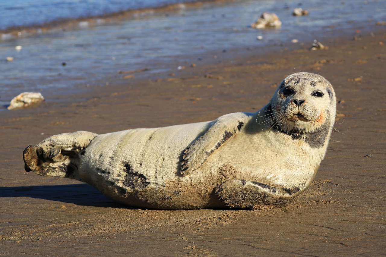 seal  gray seal  crawling free photo