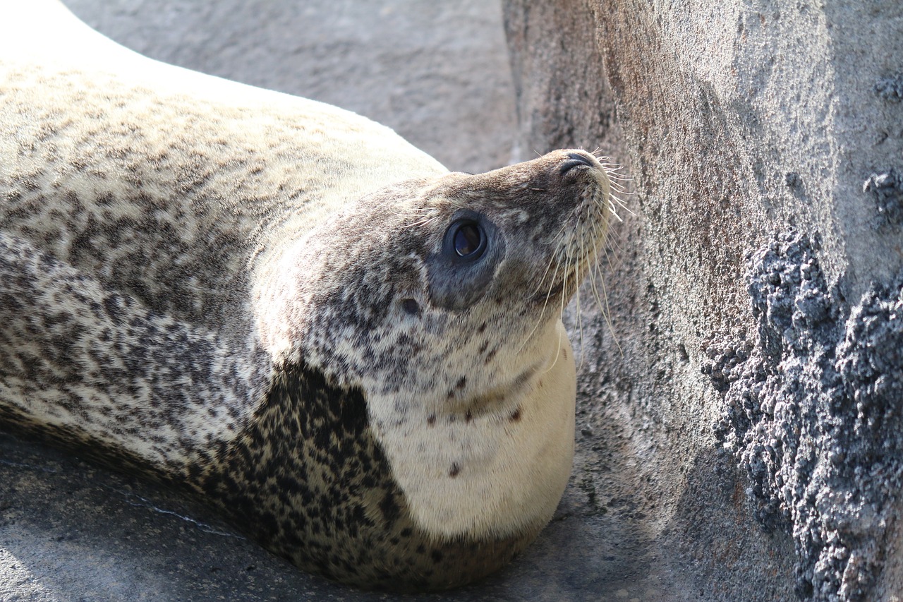 seal  animal  rocks free photo