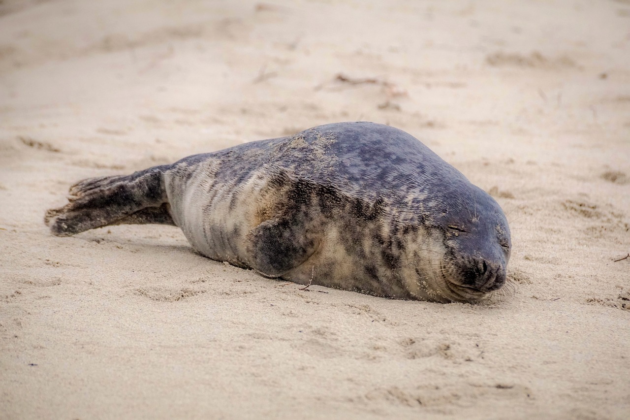 seal  robbe  meeresbewohner free photo