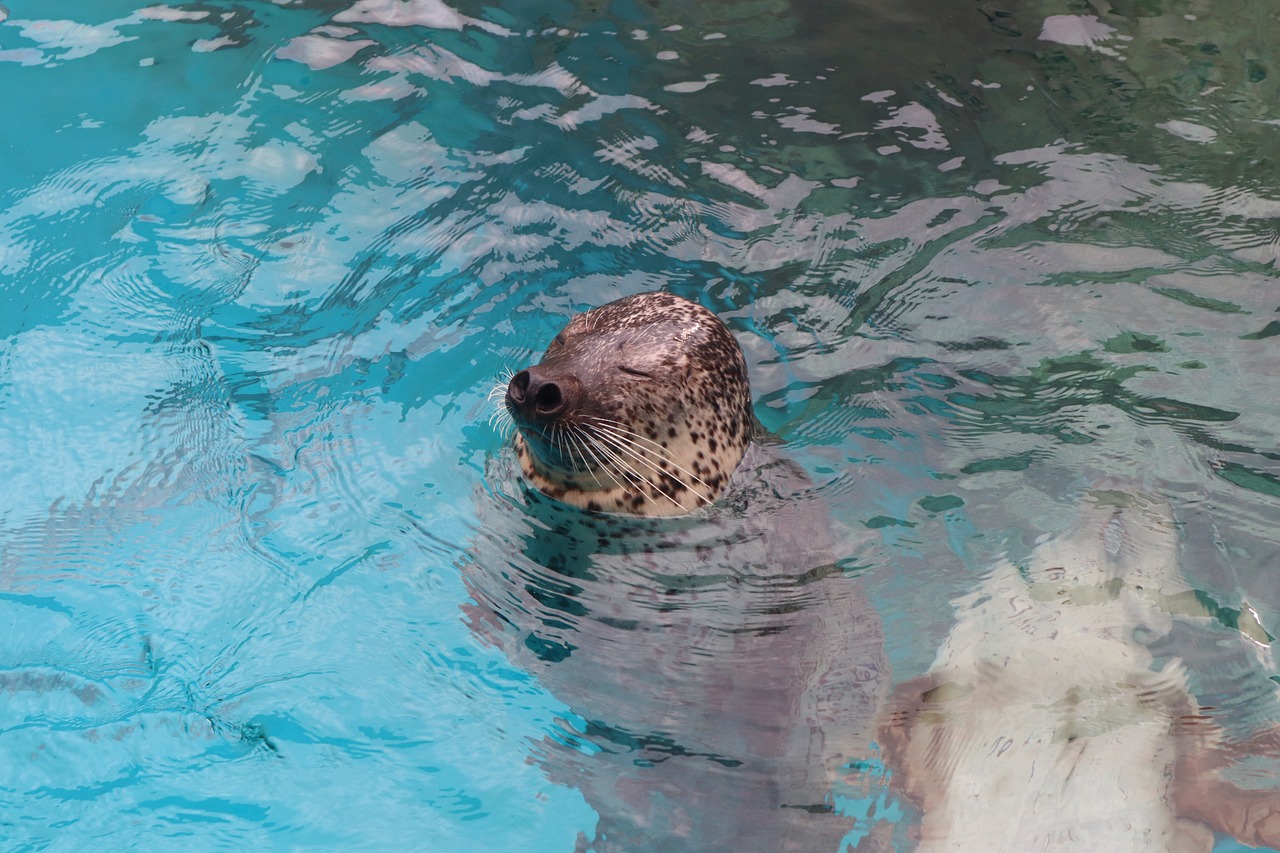 seal  water  mammal free photo