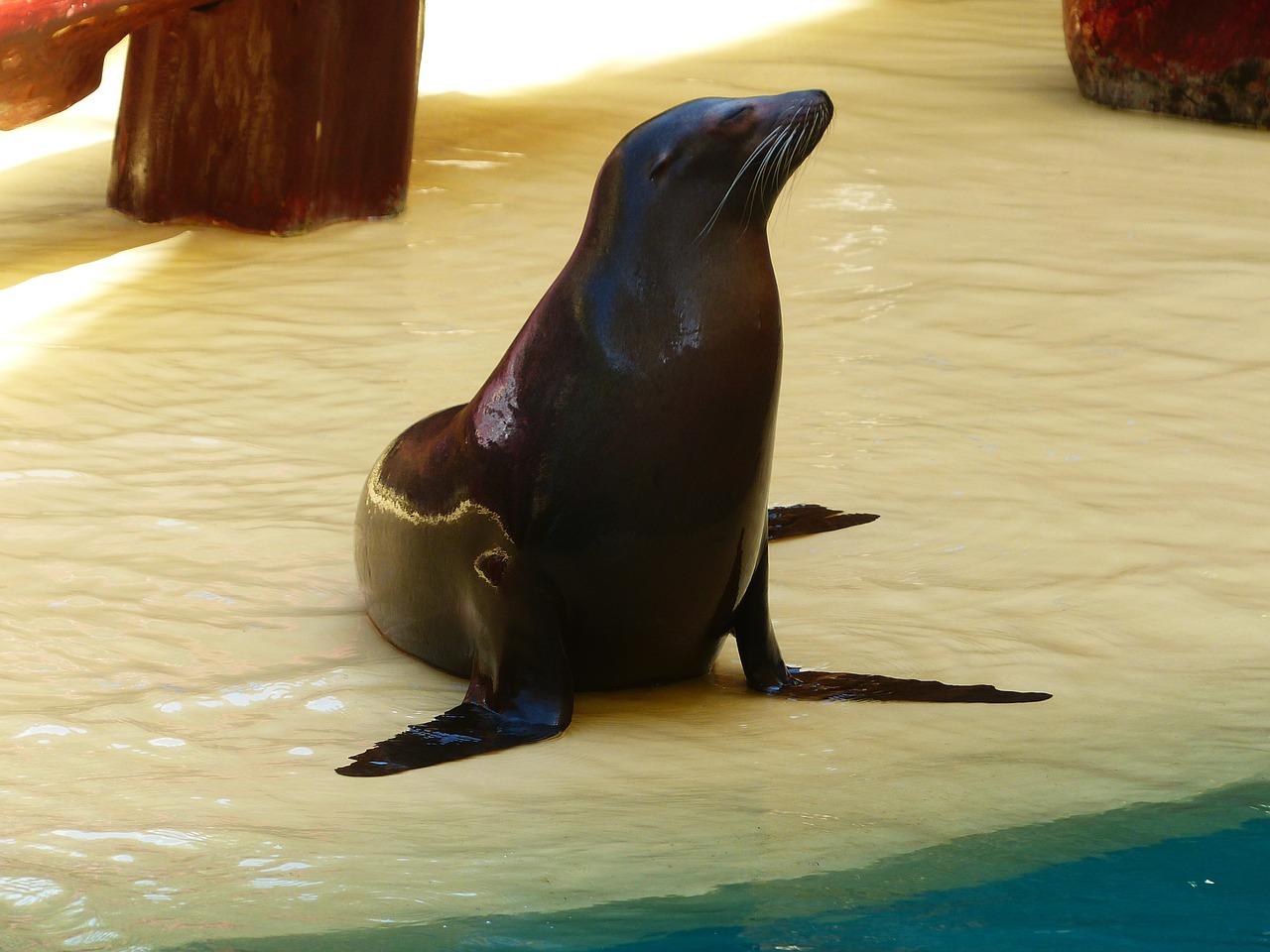 seal animal meeresbewohner free photo