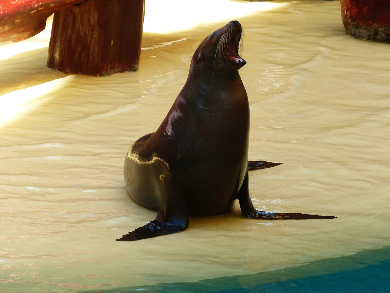 seal animal meeresbewohner free photo