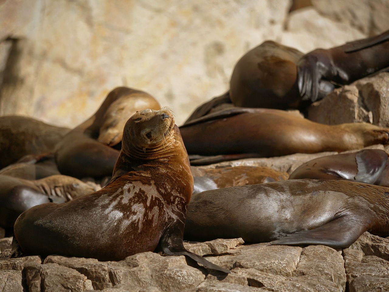 seal  seals  sea lion free photo