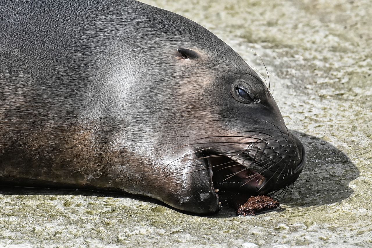 Seal, sea lion, water, robbe, meeresbewohner   free image from ...