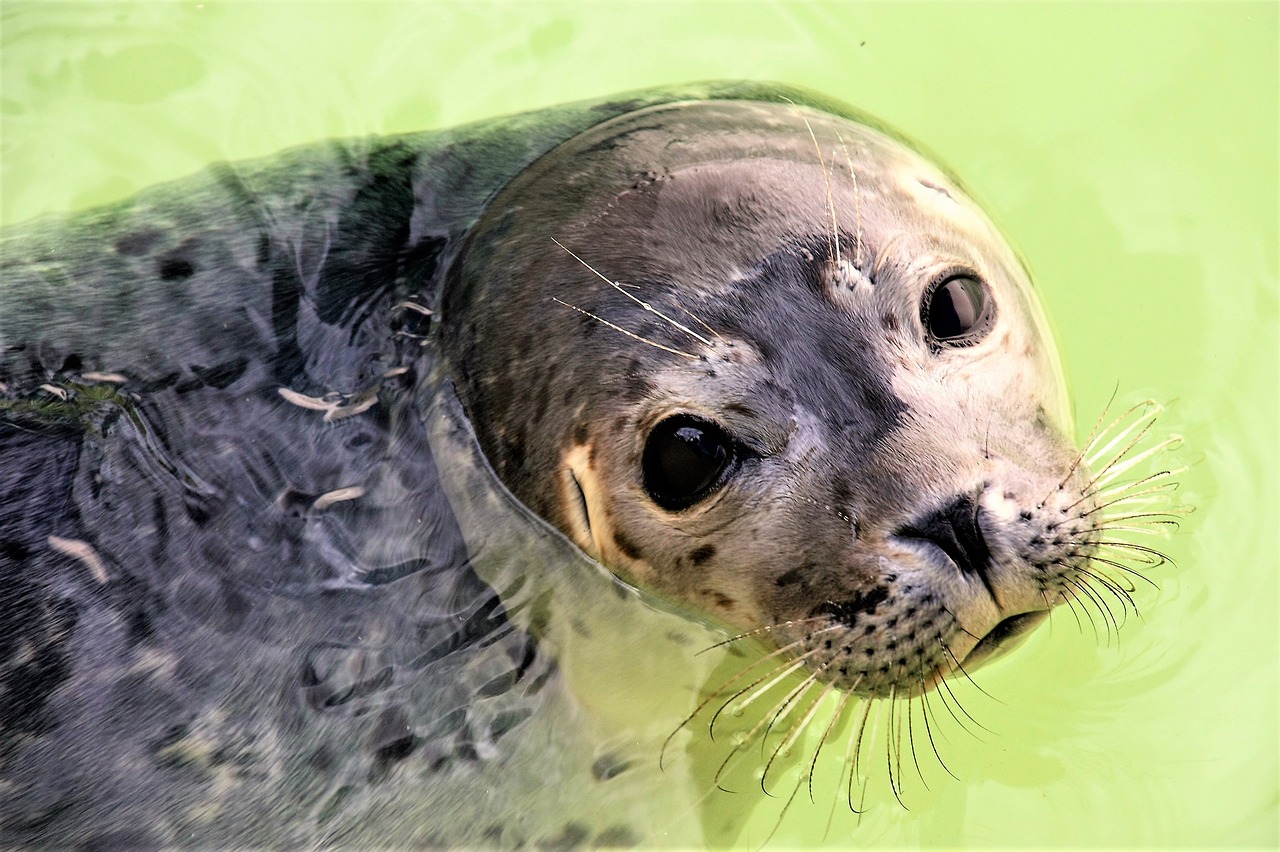 seal  texel  aquatic animal free photo