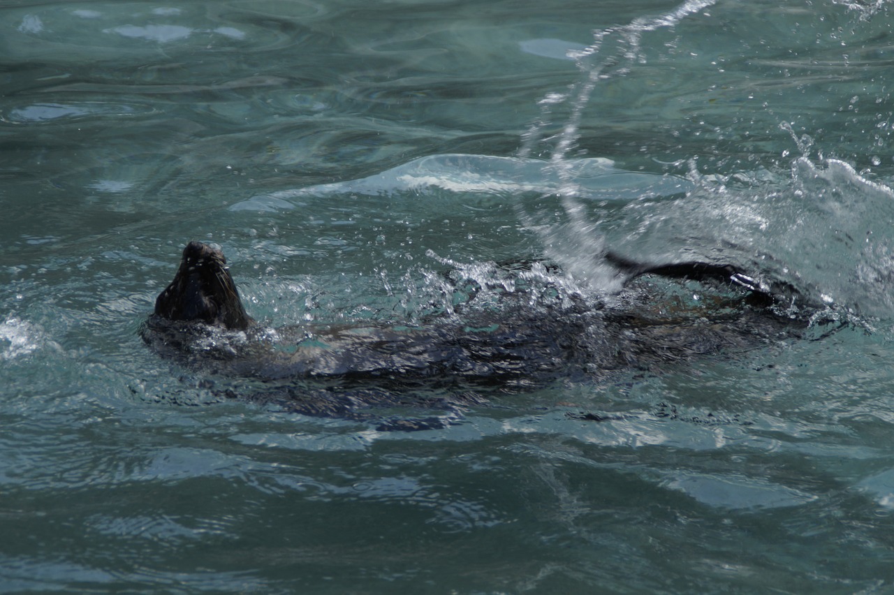 seal paddling backstroke free photo