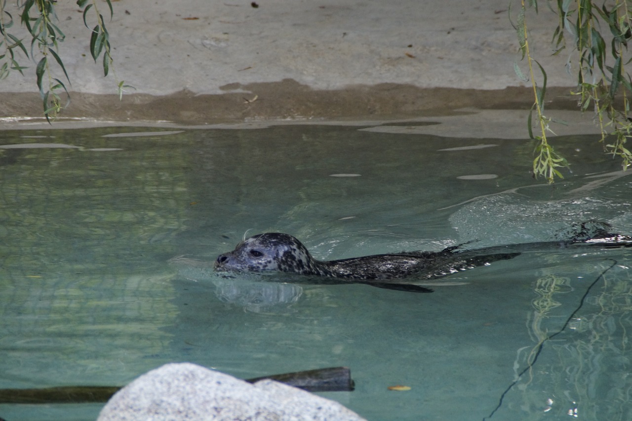 seal swim water free photo