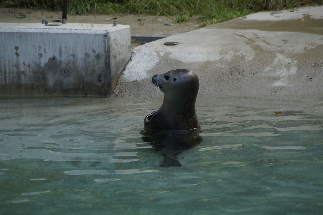seal water meeresbewohner free photo