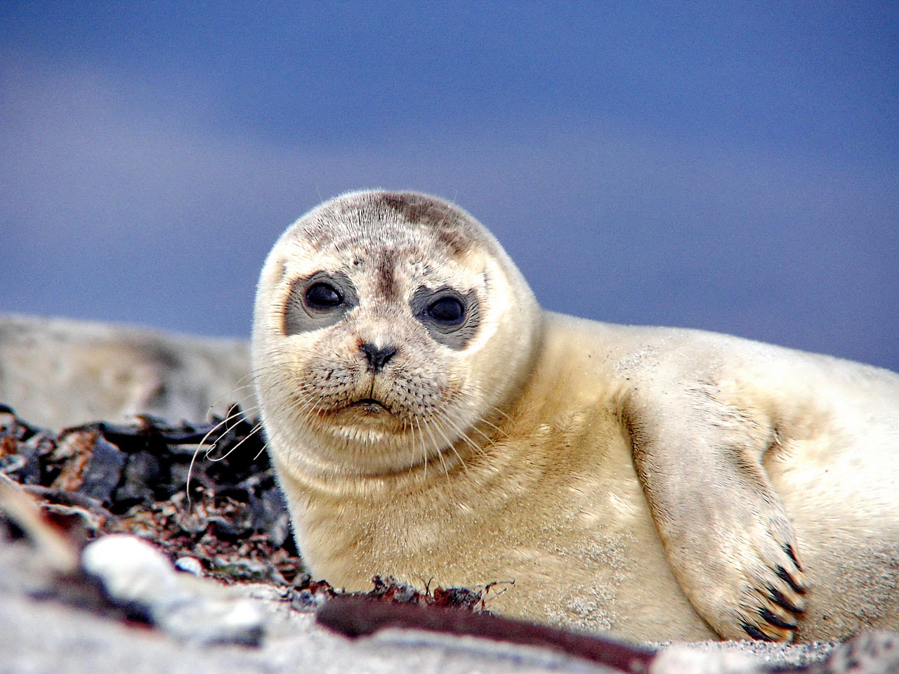 seal  robbe  sea free photo