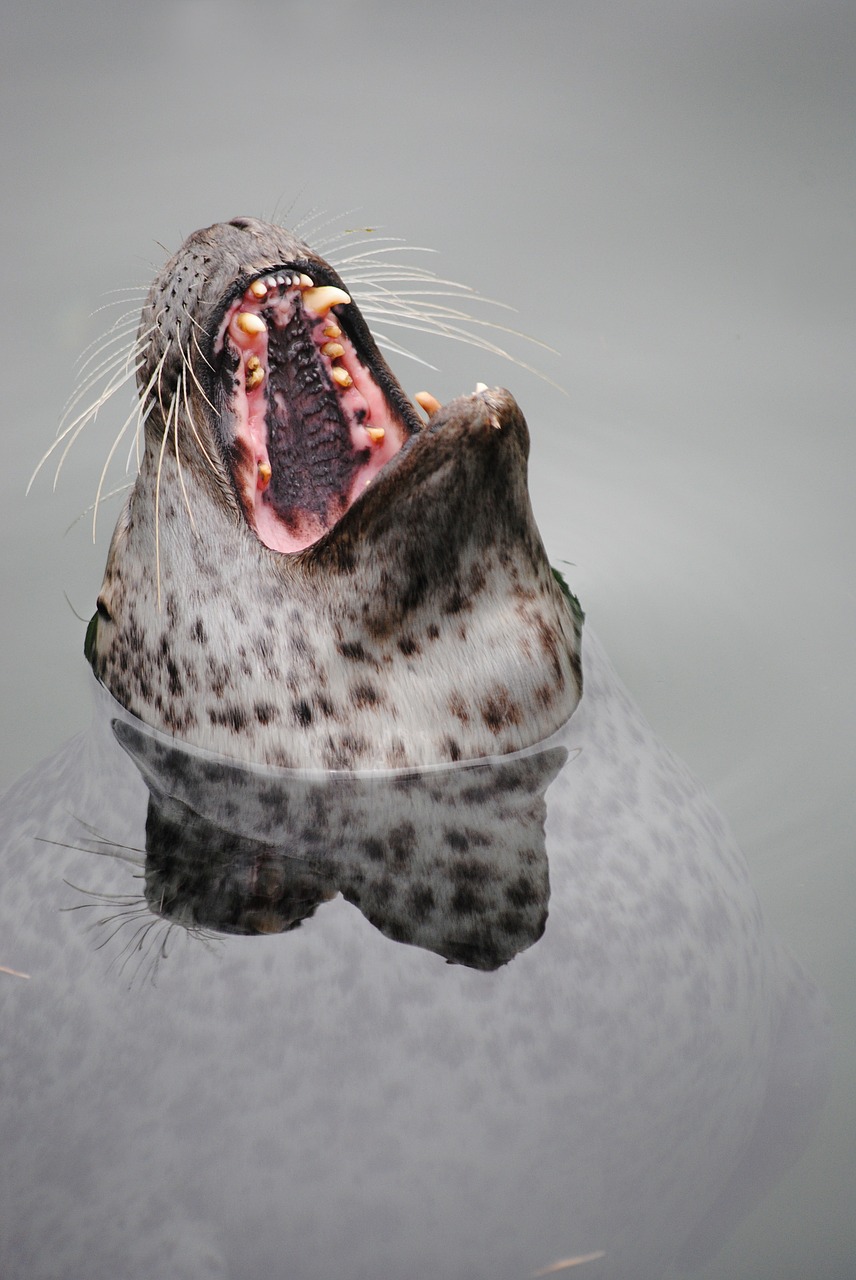 seal robbe head free photo