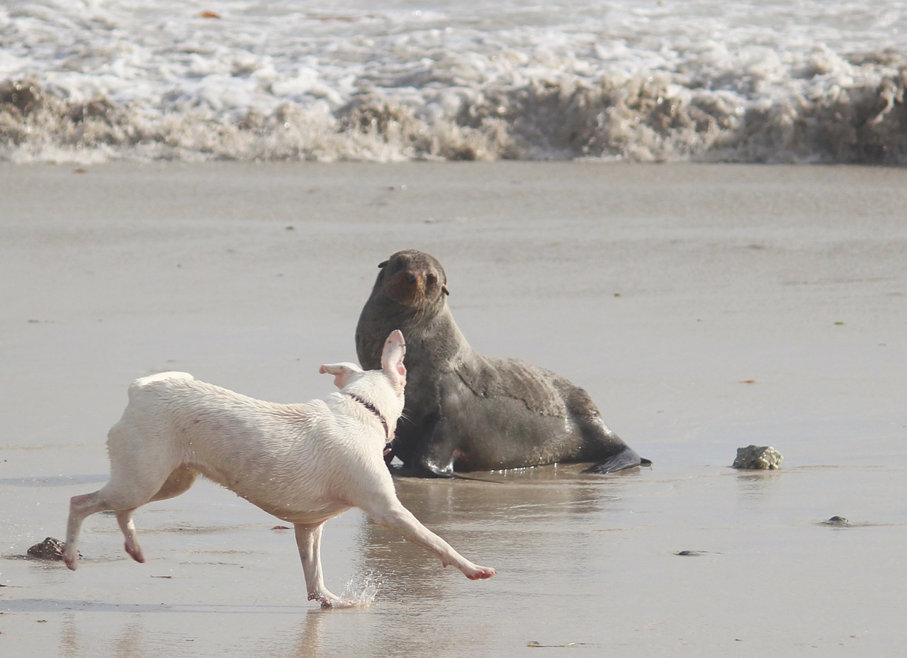 seal sea dog free photo