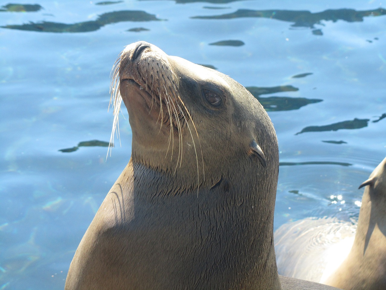 seal water animal free photo