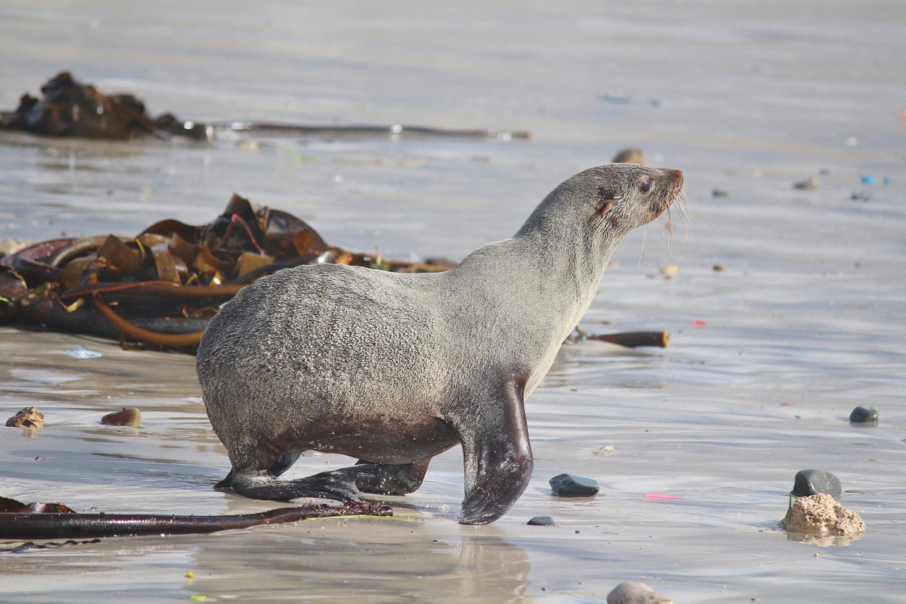 seal robbe beach free photo