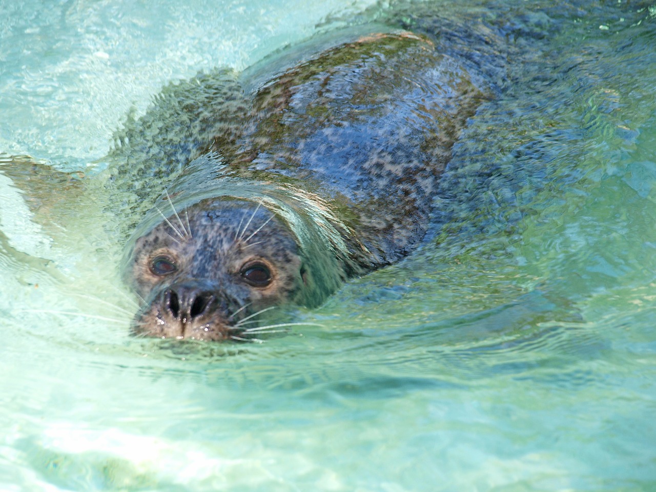 seal seals north sea free photo