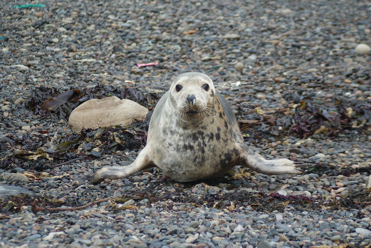 seal common seal mammal free photo