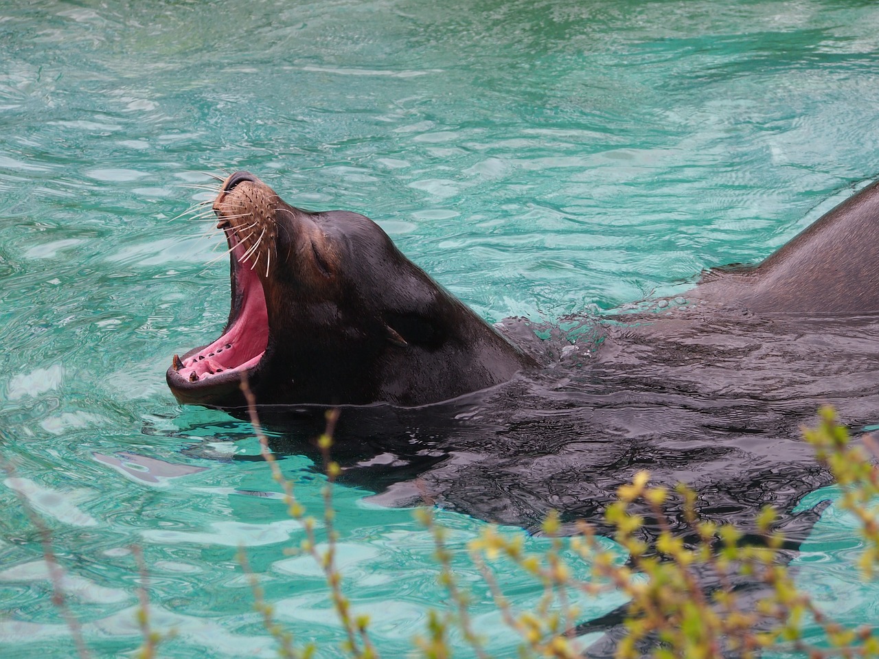 seal robbe yawn free photo