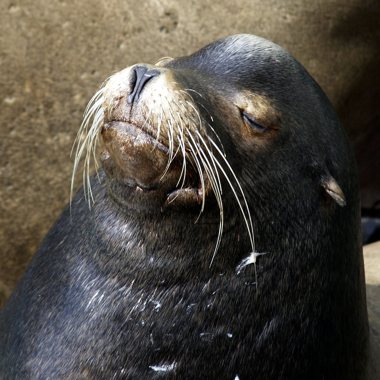 seal resting animal free photo