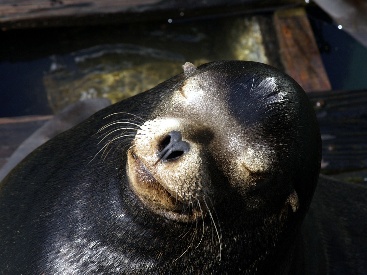 seal animal pacific free photo
