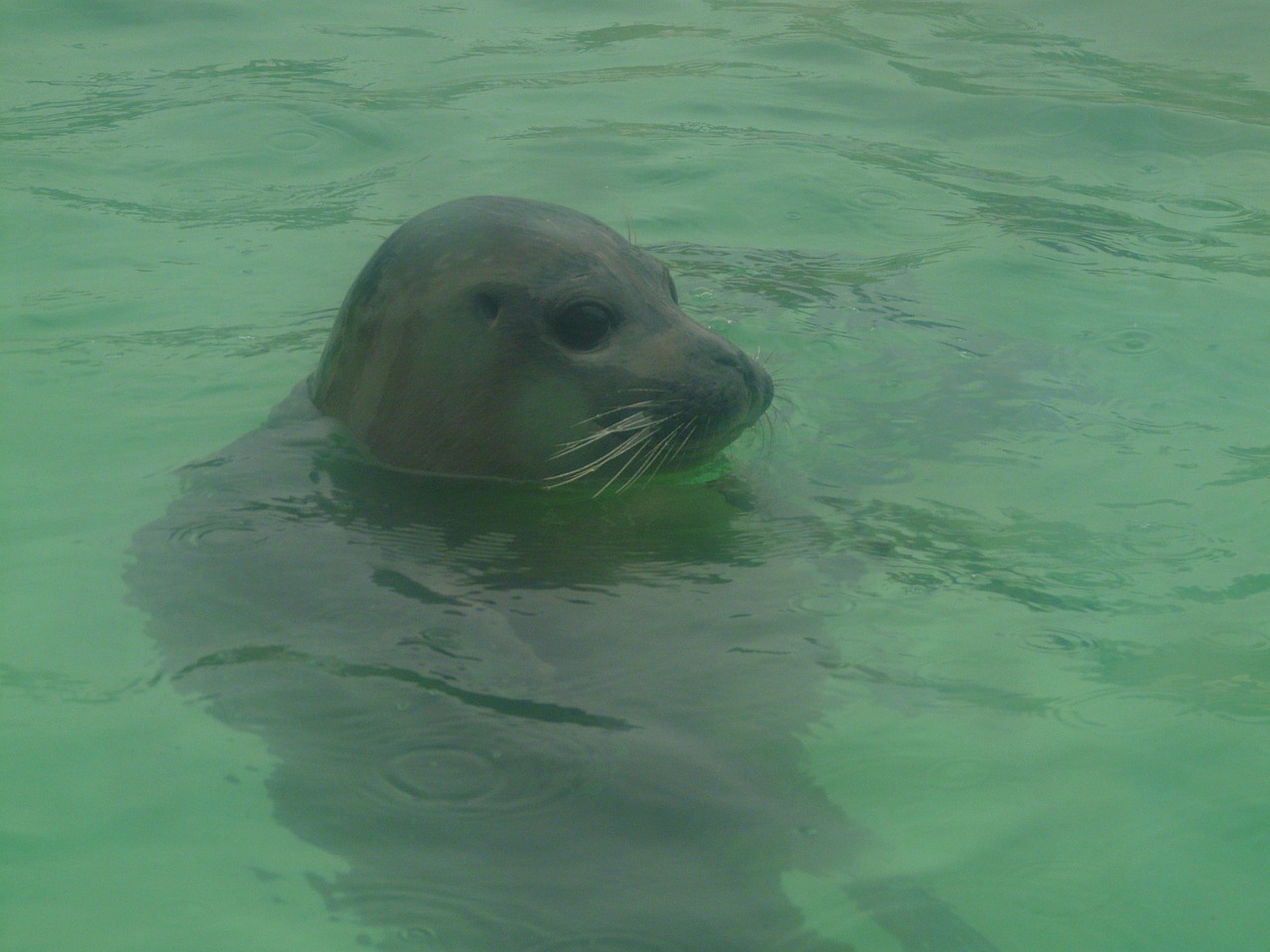 seal phoca vitulina robbe free photo