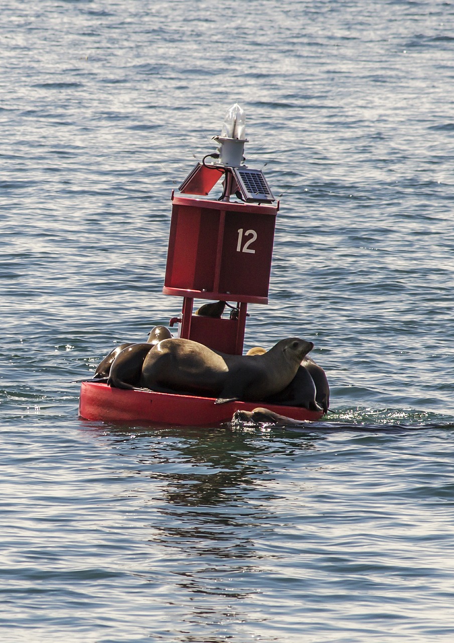 seal ocean animal free photo
