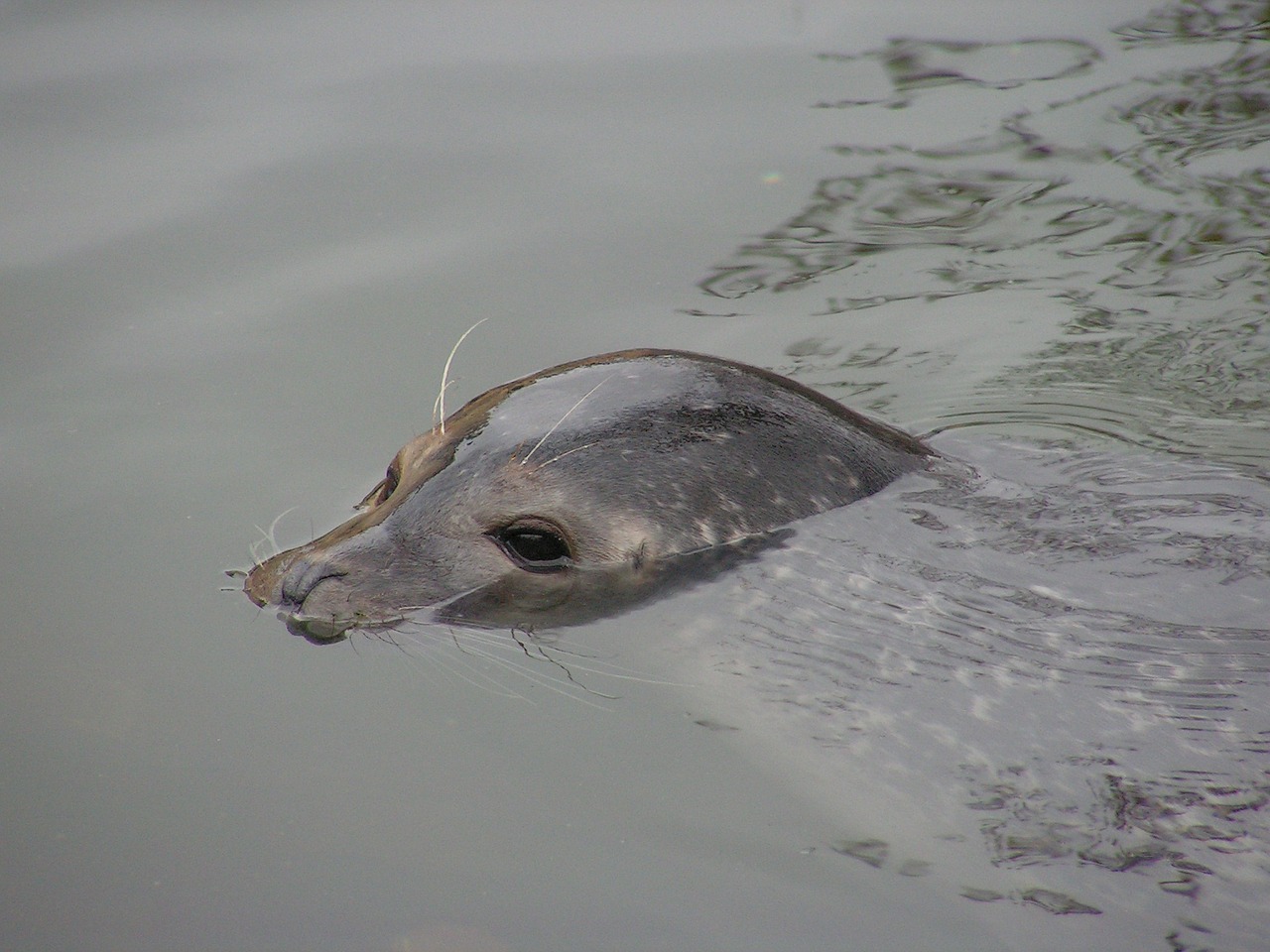 seal head water free photo