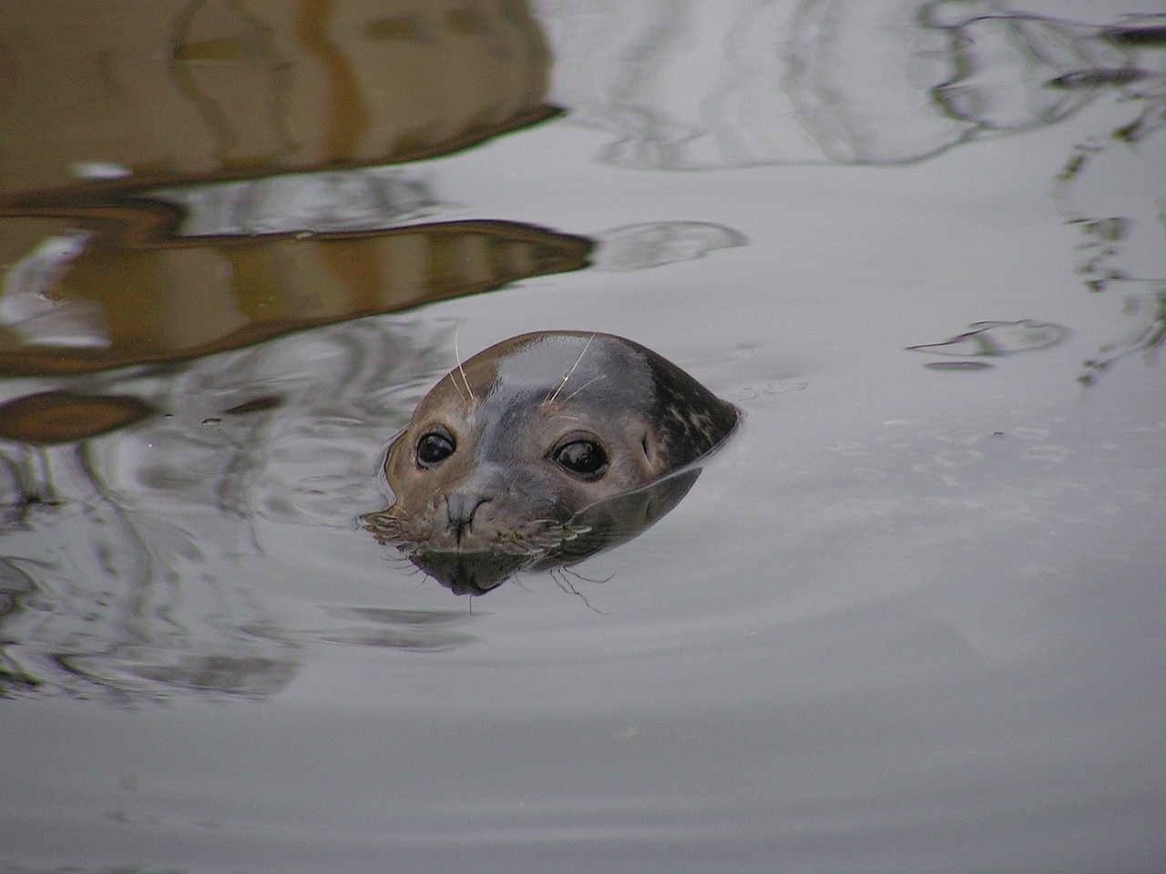 seal head water free photo