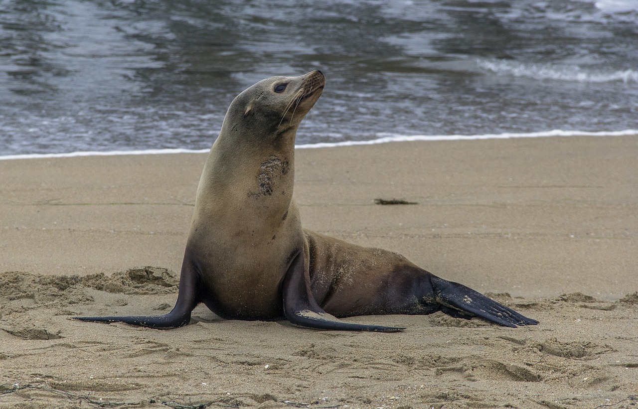 seal beach animal free photo