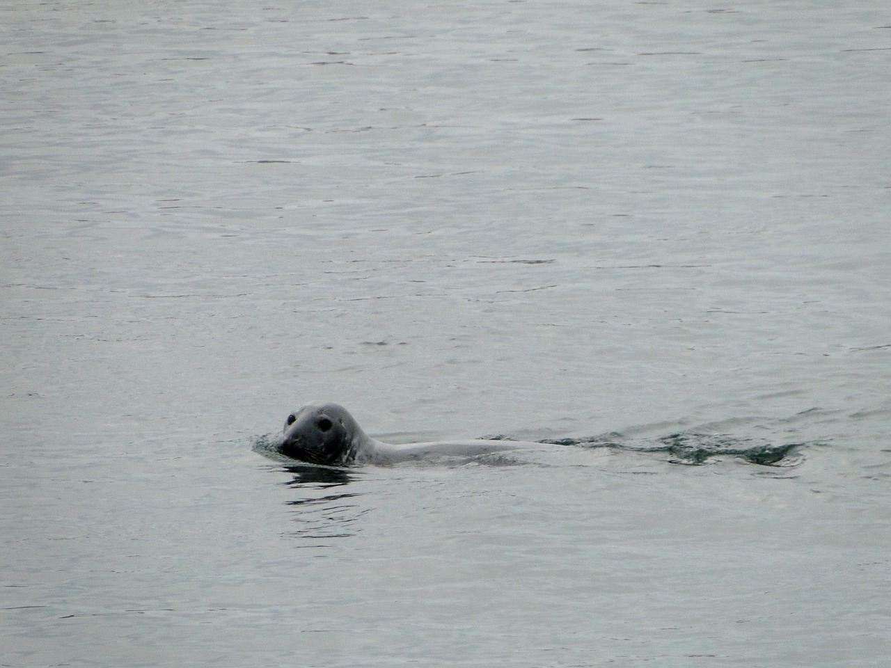 seal sea scotland free photo