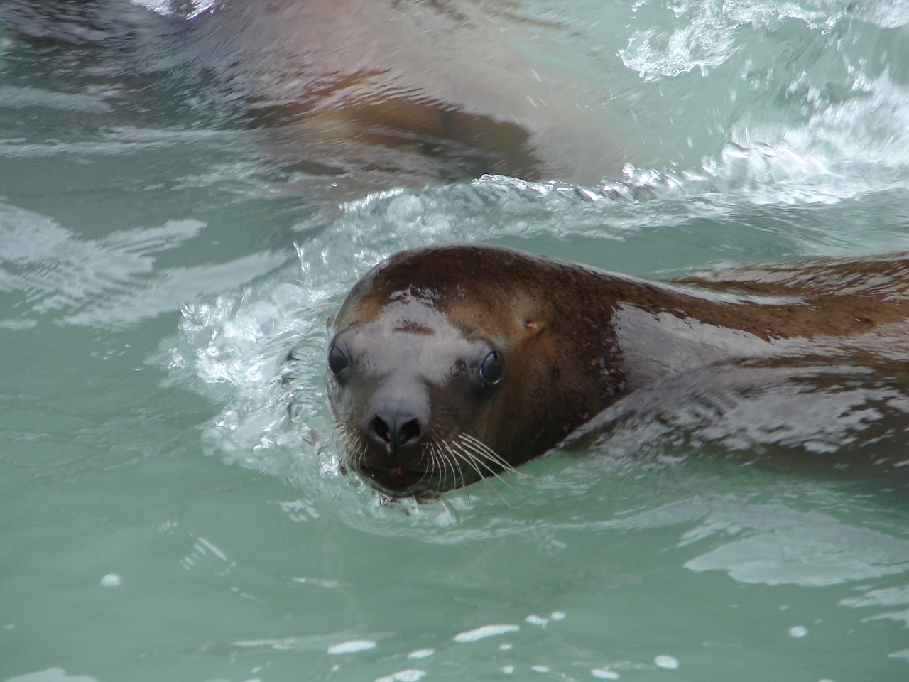 seal water swim free photo