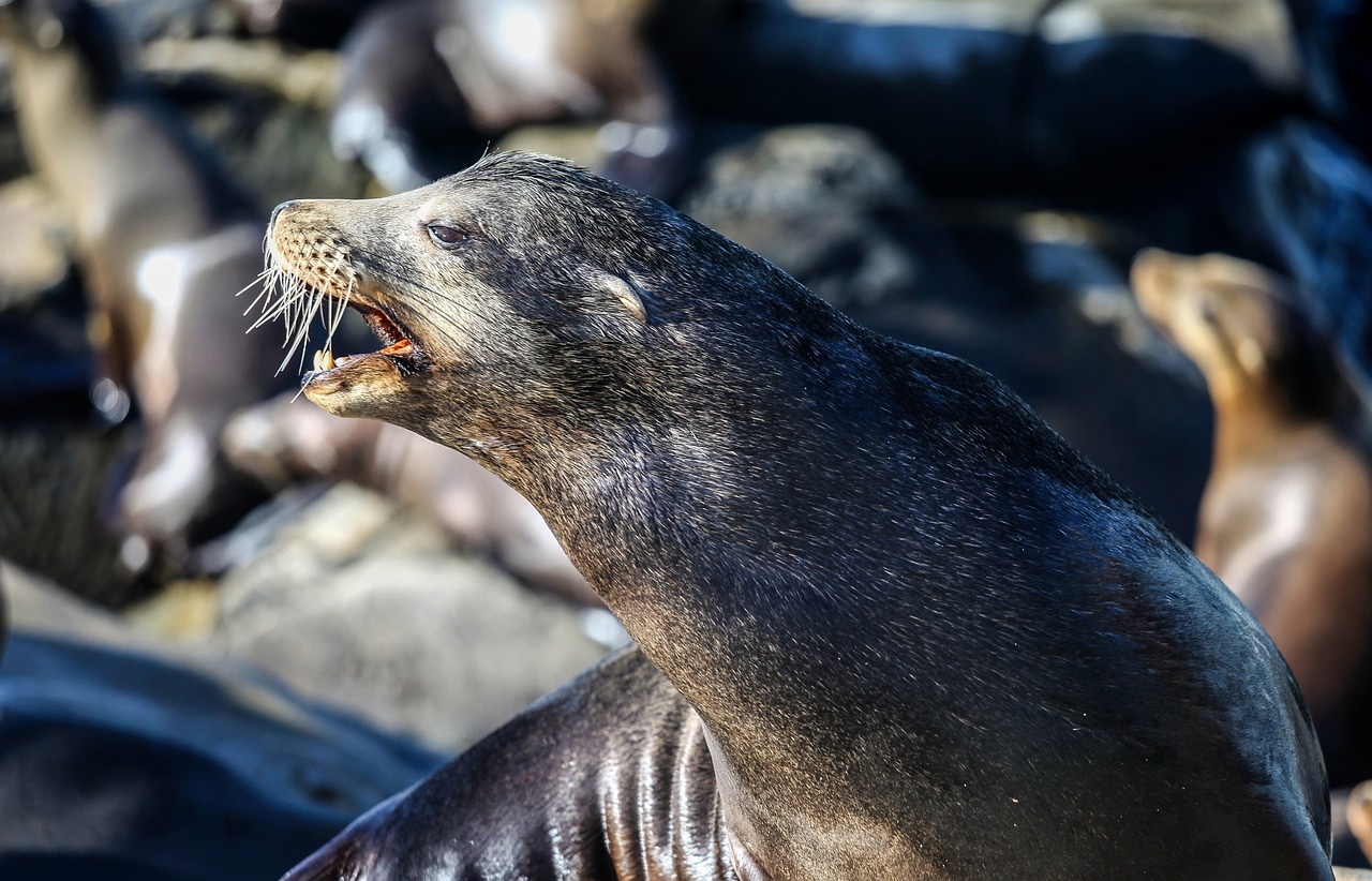 seal animal wild free photo