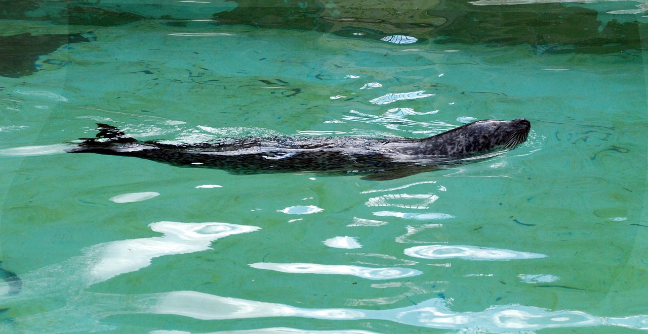 seal zoo water free photo