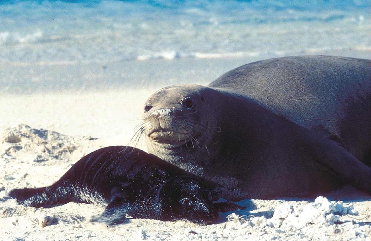 seal mother pup free photo