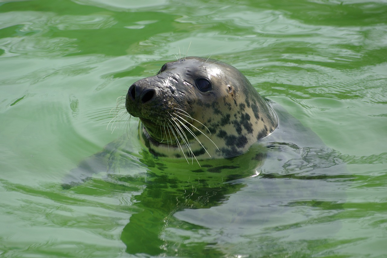 seal animal swimming free photo