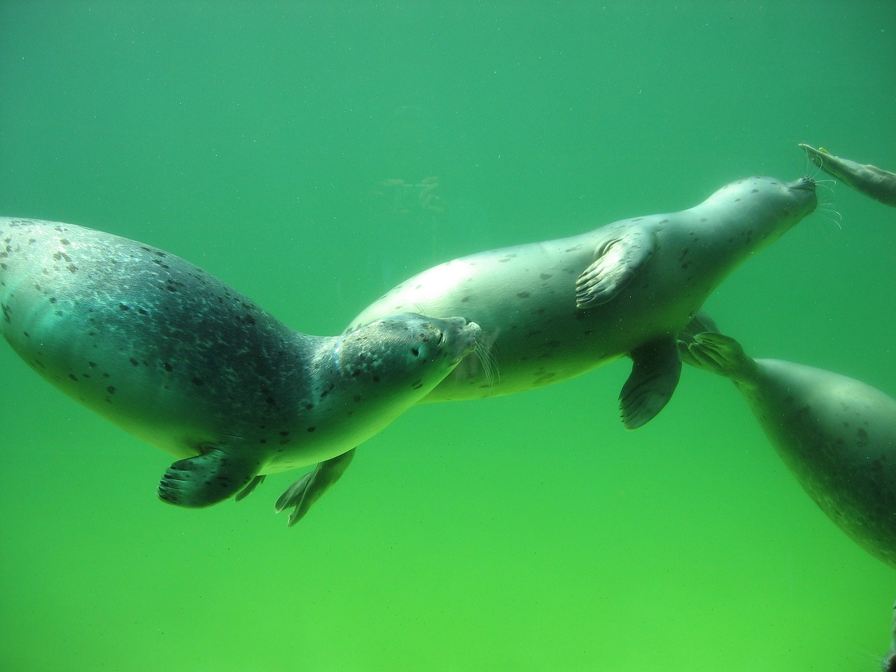 seal seals crawl free photo