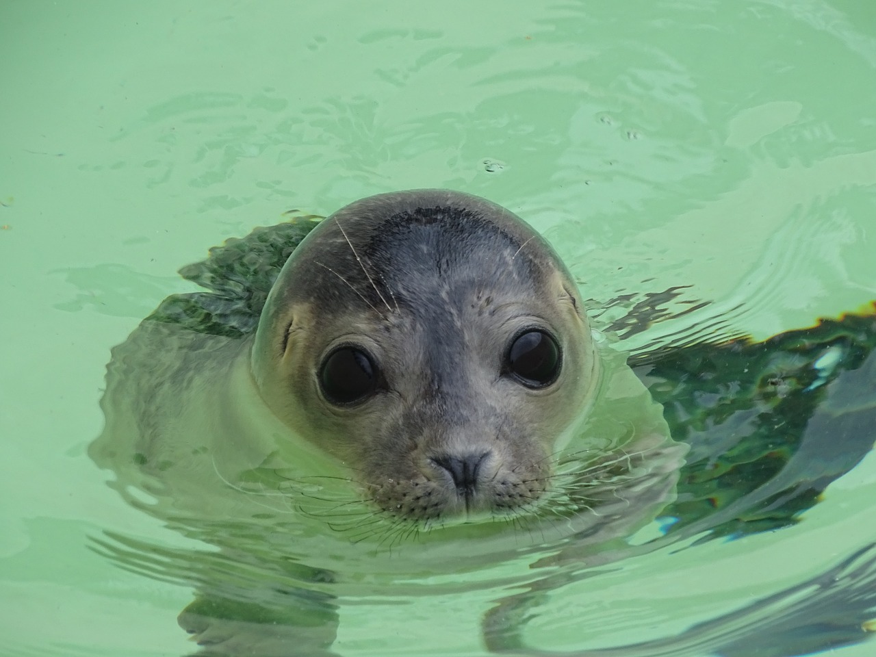 seal animal mammal free photo
