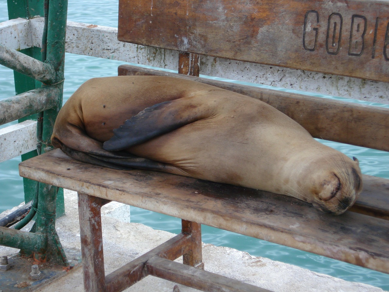 seal sea ocean free photo