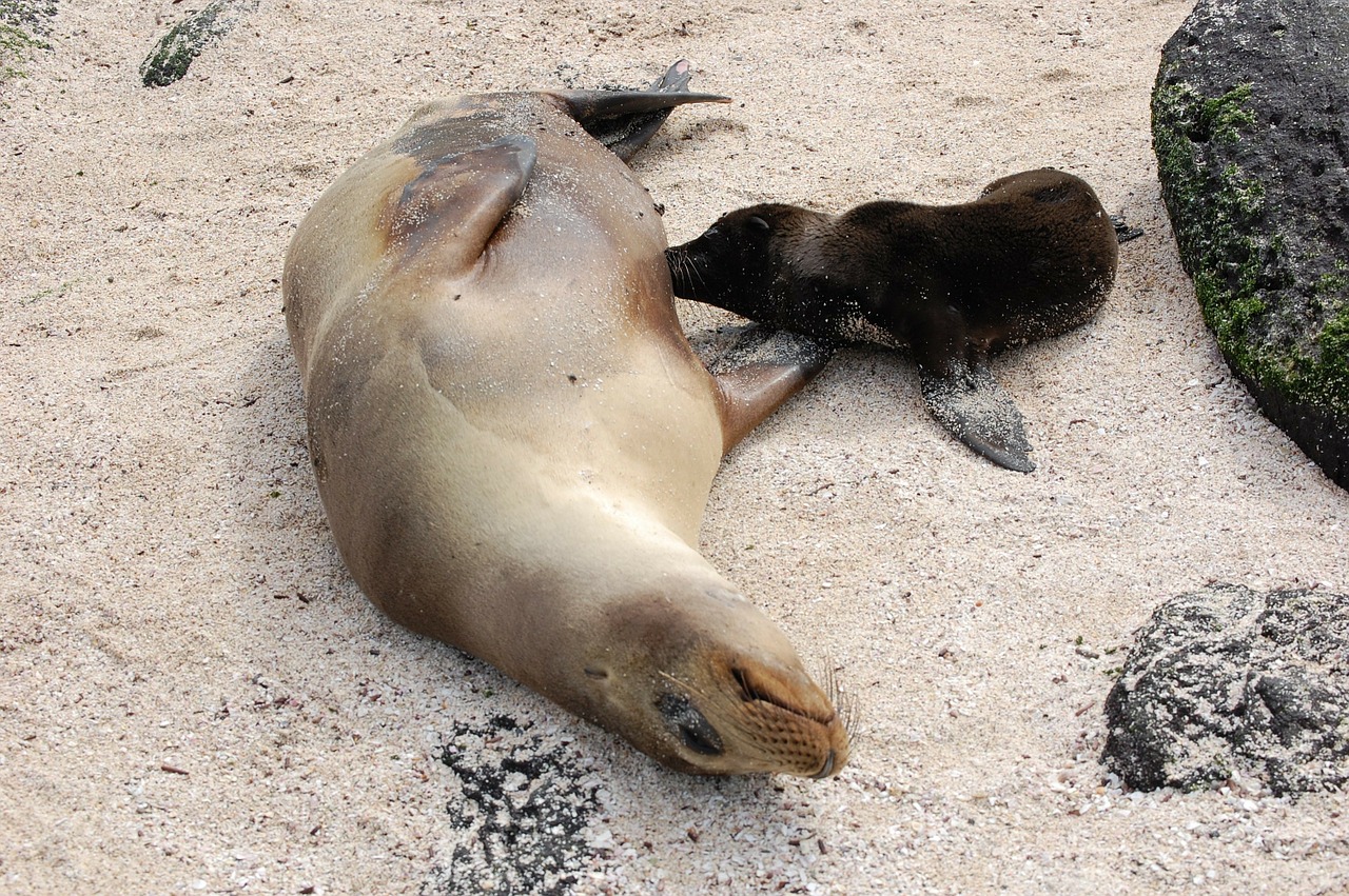 seal mammal pup free photo