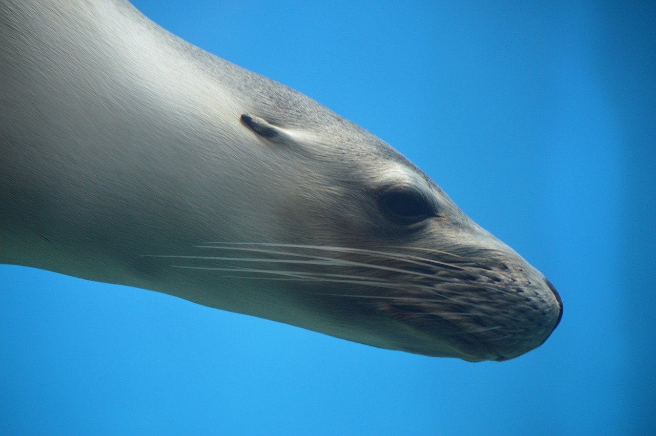 seal pinniped ocean free photo