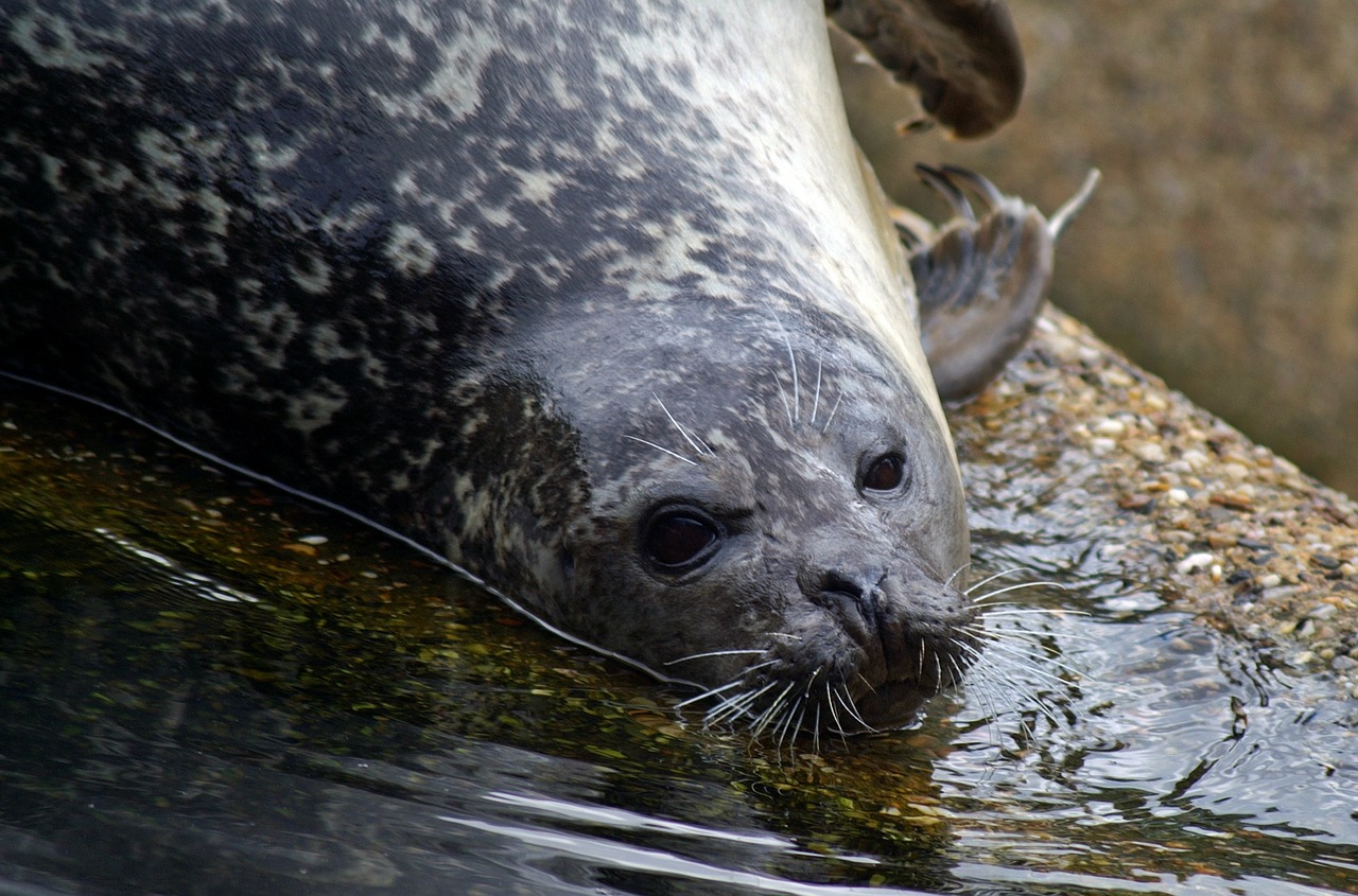 seal crawl north sea free photo