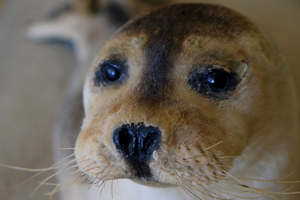 seal snout robbe free photo