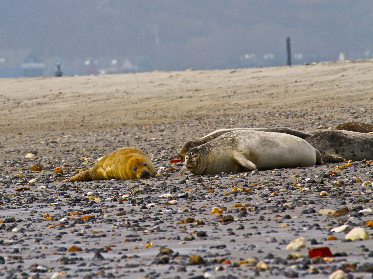 seal bull grey free photo