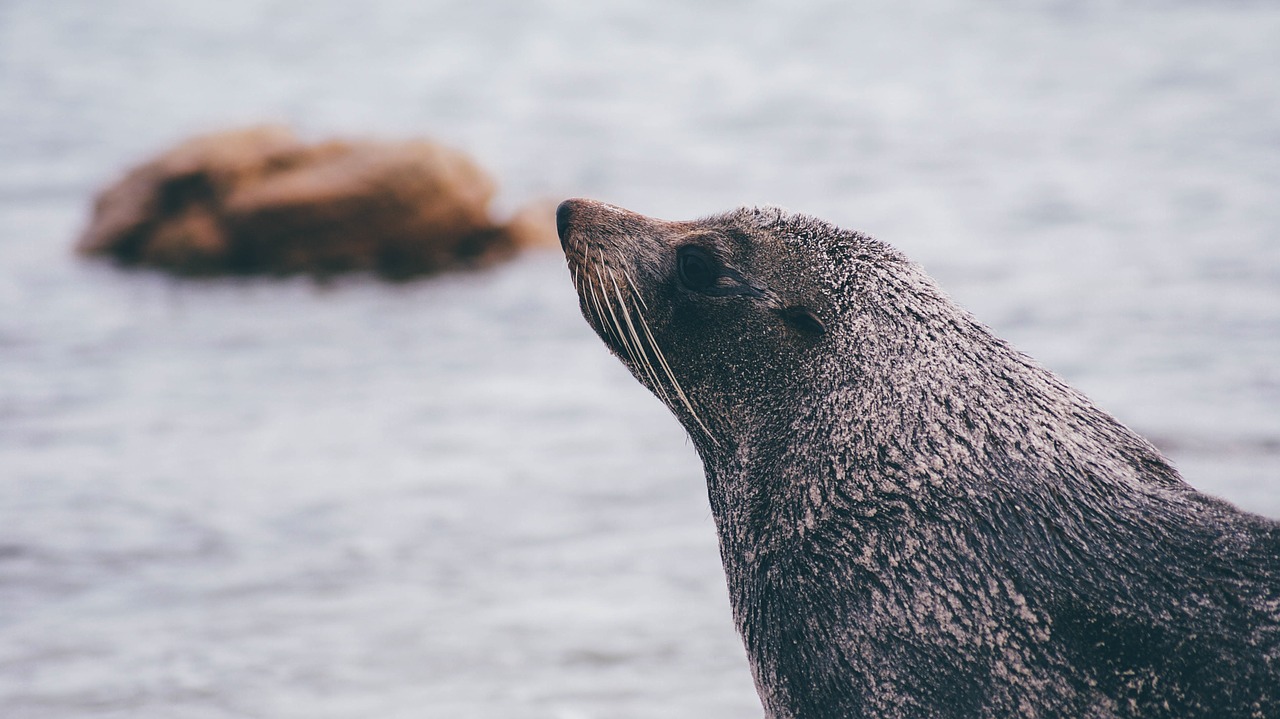 seal sea lion animal free photo