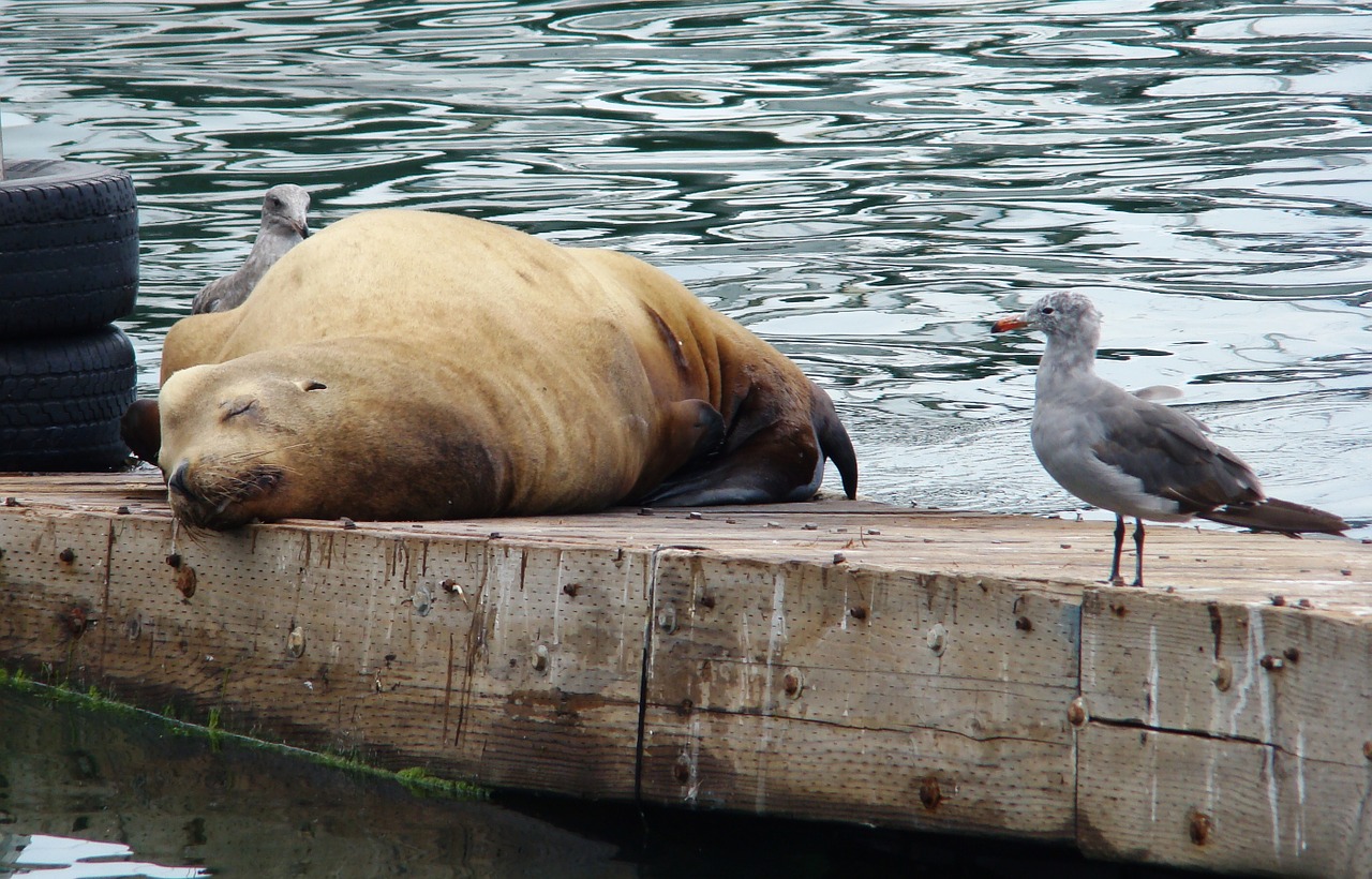 seal and seagull ocean sleeping seal free photo