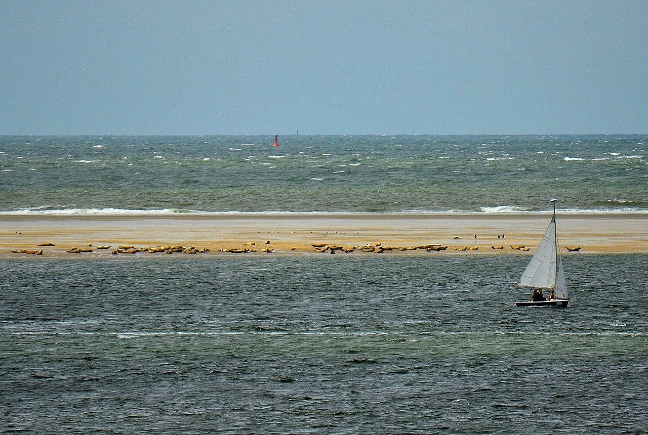 seal benches borkum seals free photo