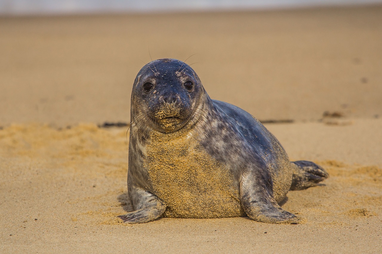 seal cub england beach free photo
