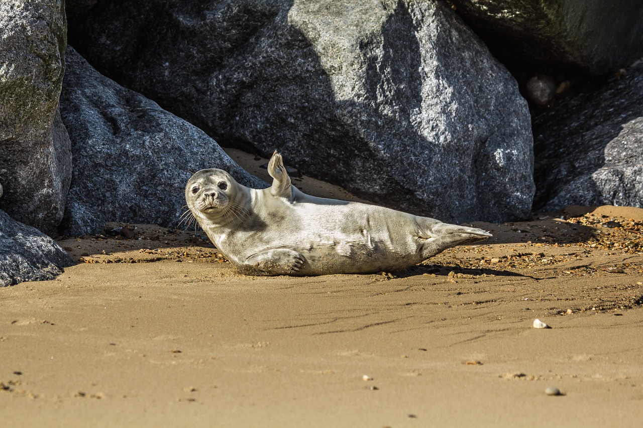 seal cub beach north sea free photo