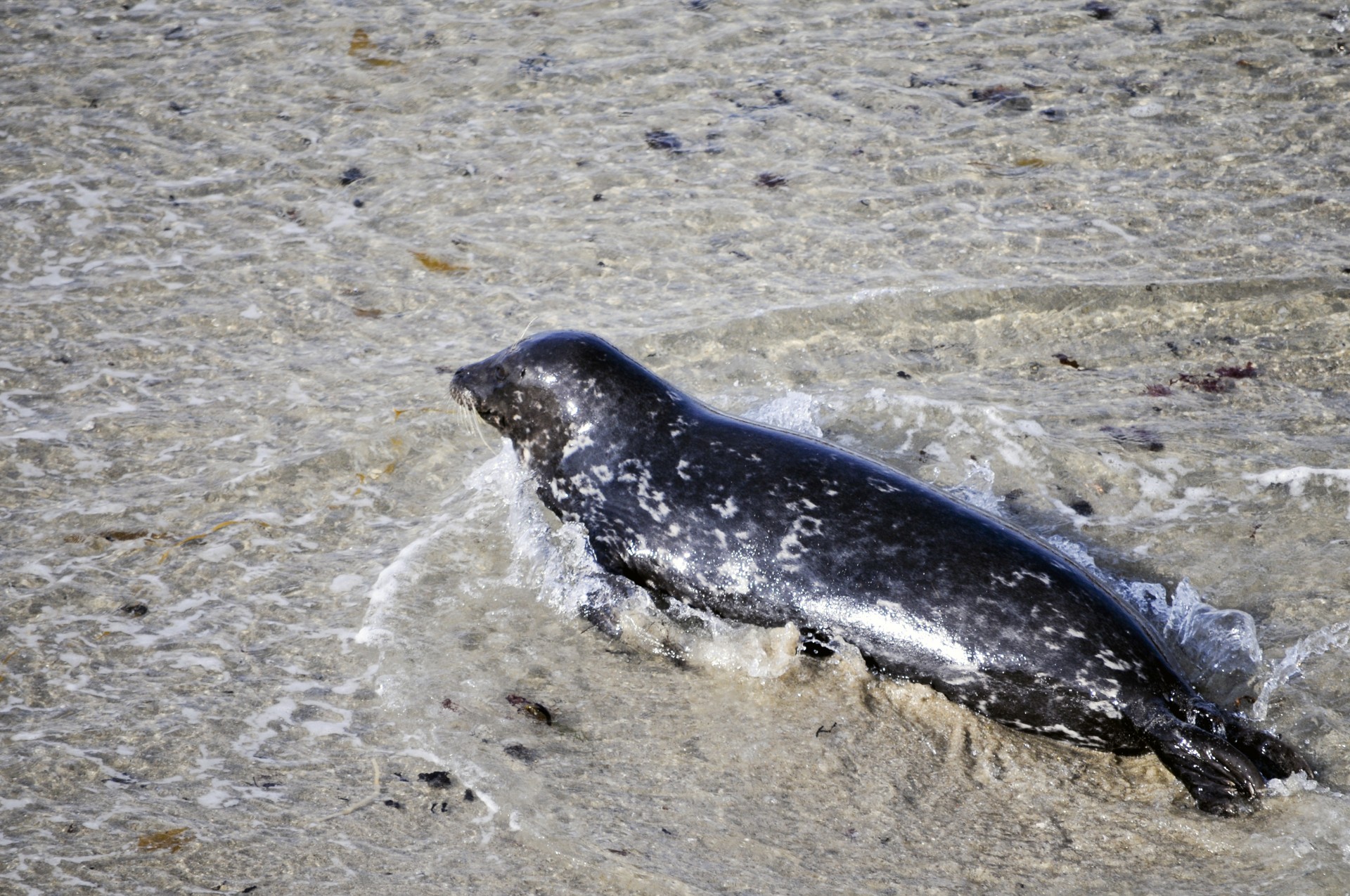 seal animal mammal free photo